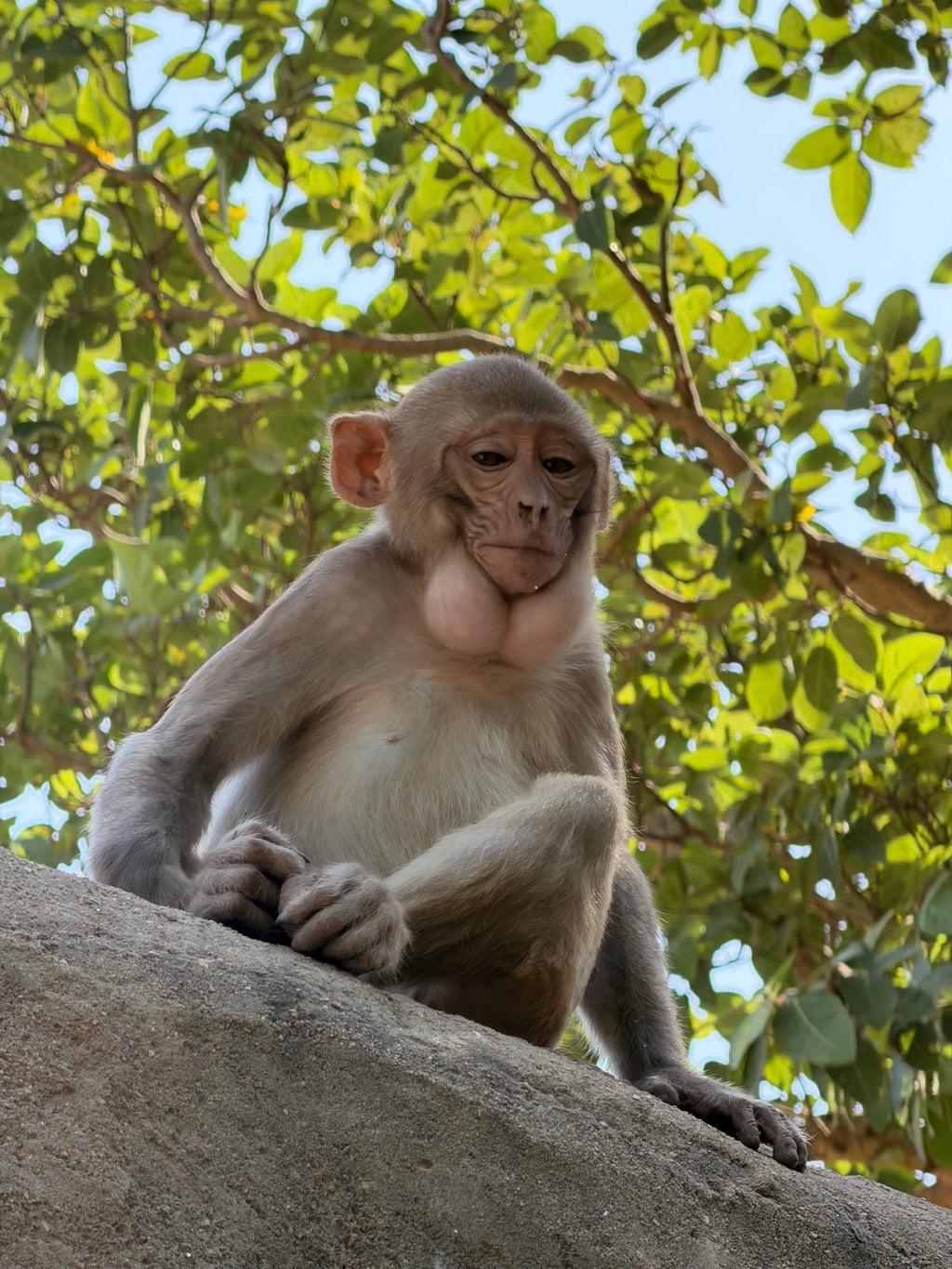 Banana Seva – Feed Vrindavan Monkeys with Love