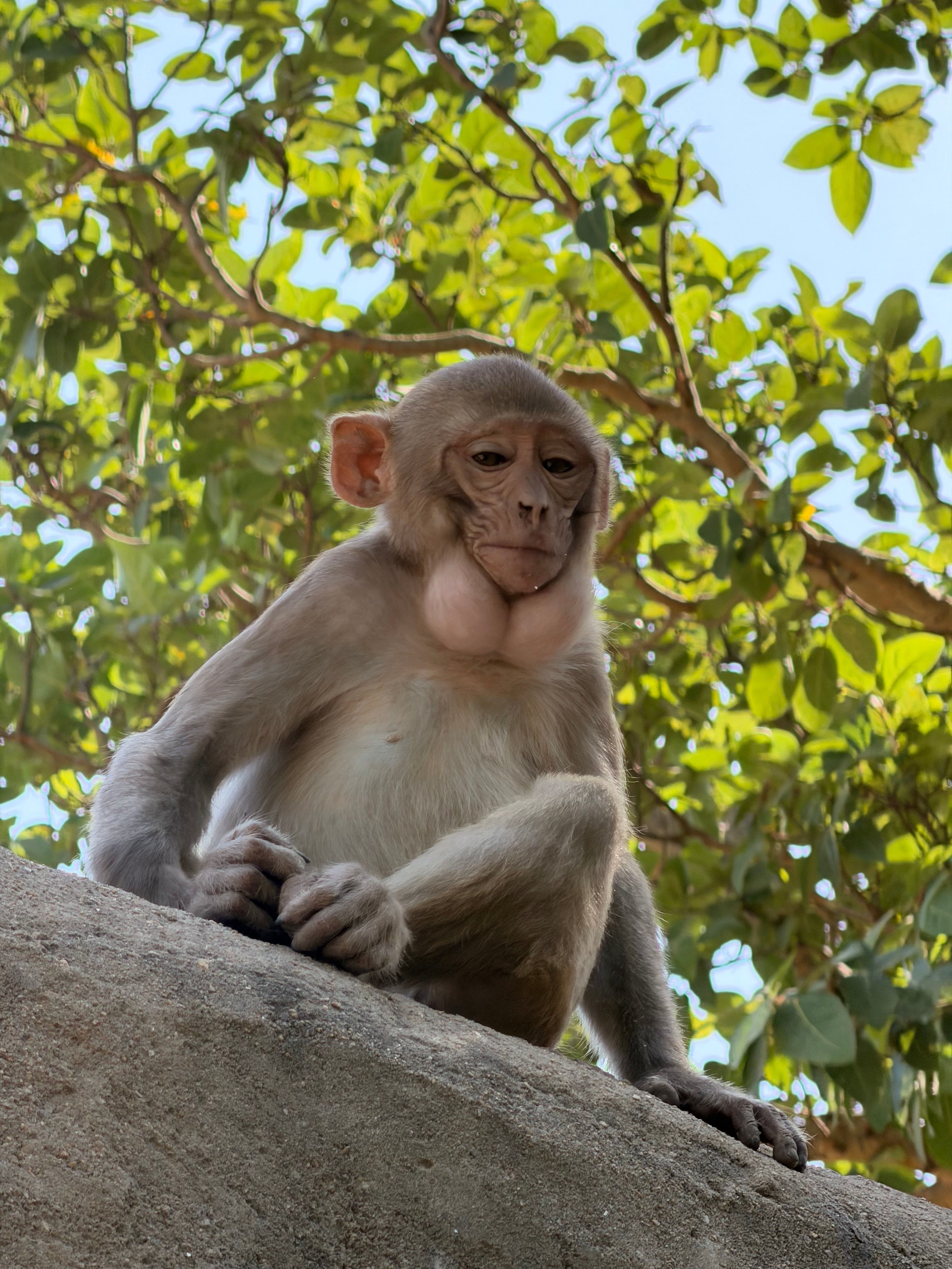 Banana Seva – Feed Vrindavan Monkeys with Love