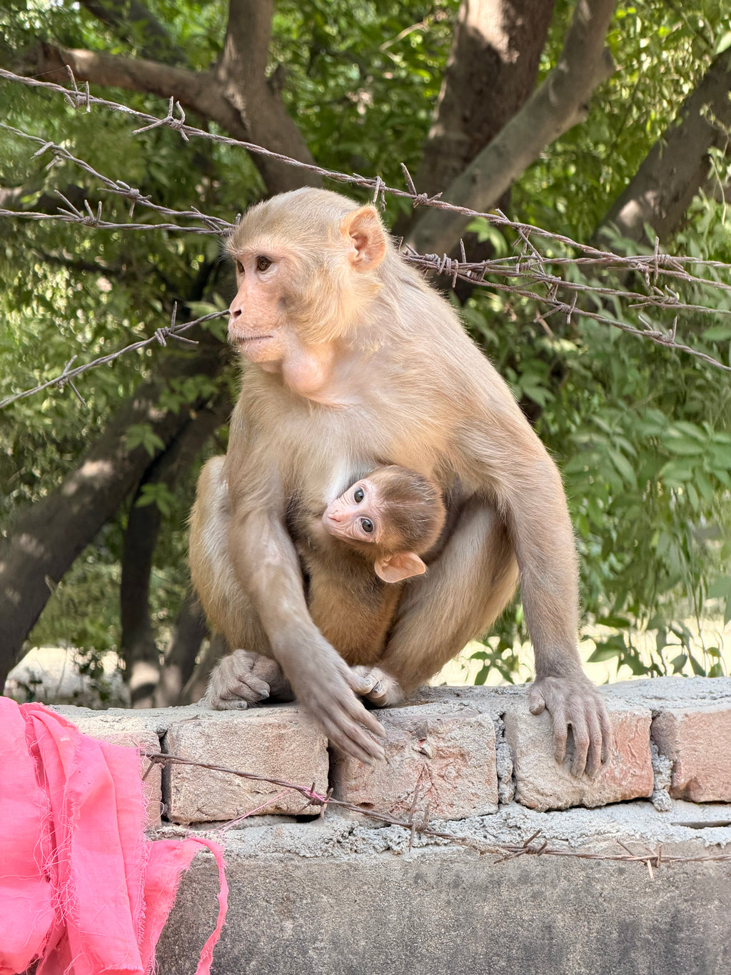Banana Seva – Feed Vrindavan Monkeys with Love