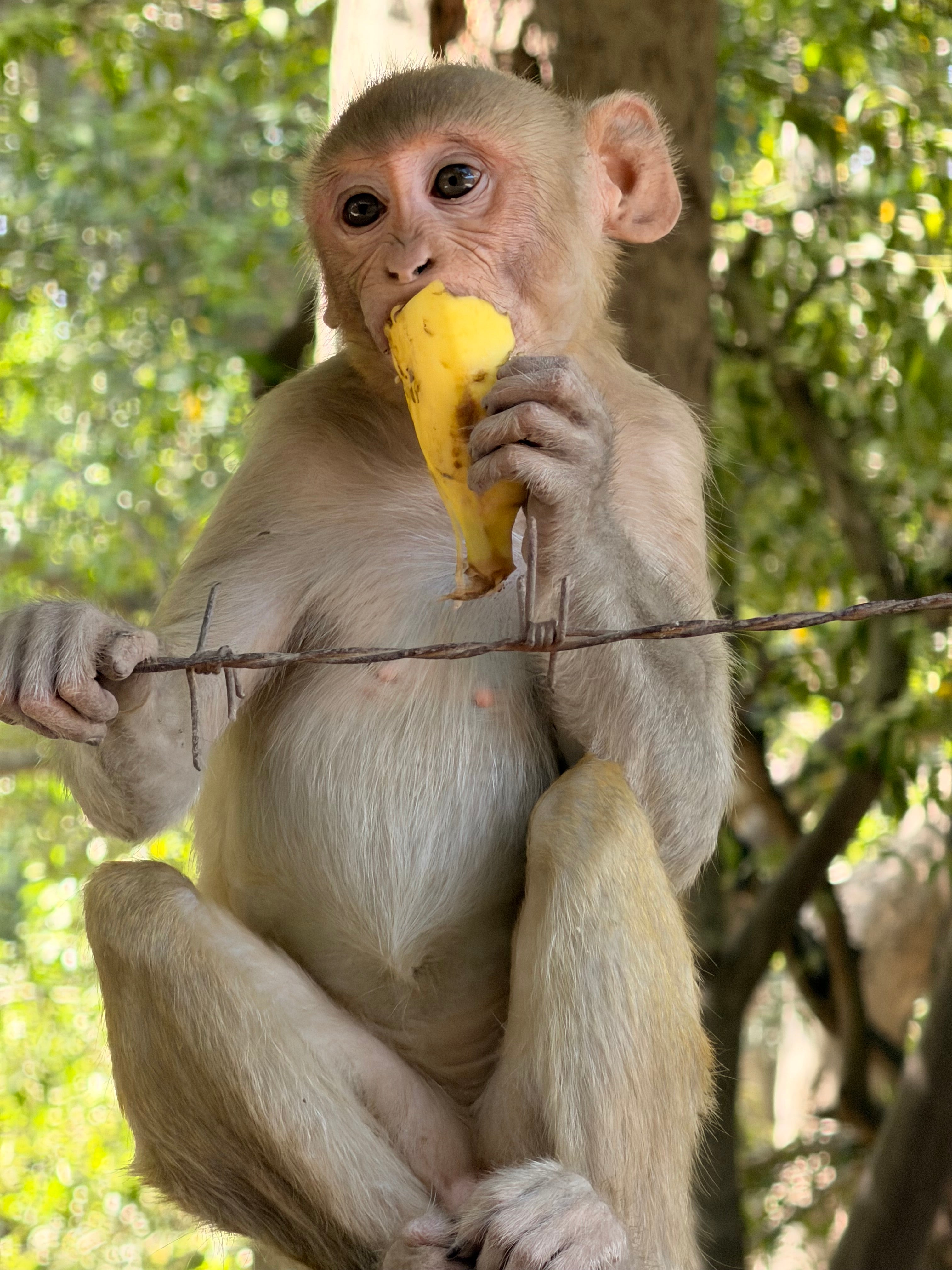 Banana Seva – Feed Vrindavan Monkeys with Love