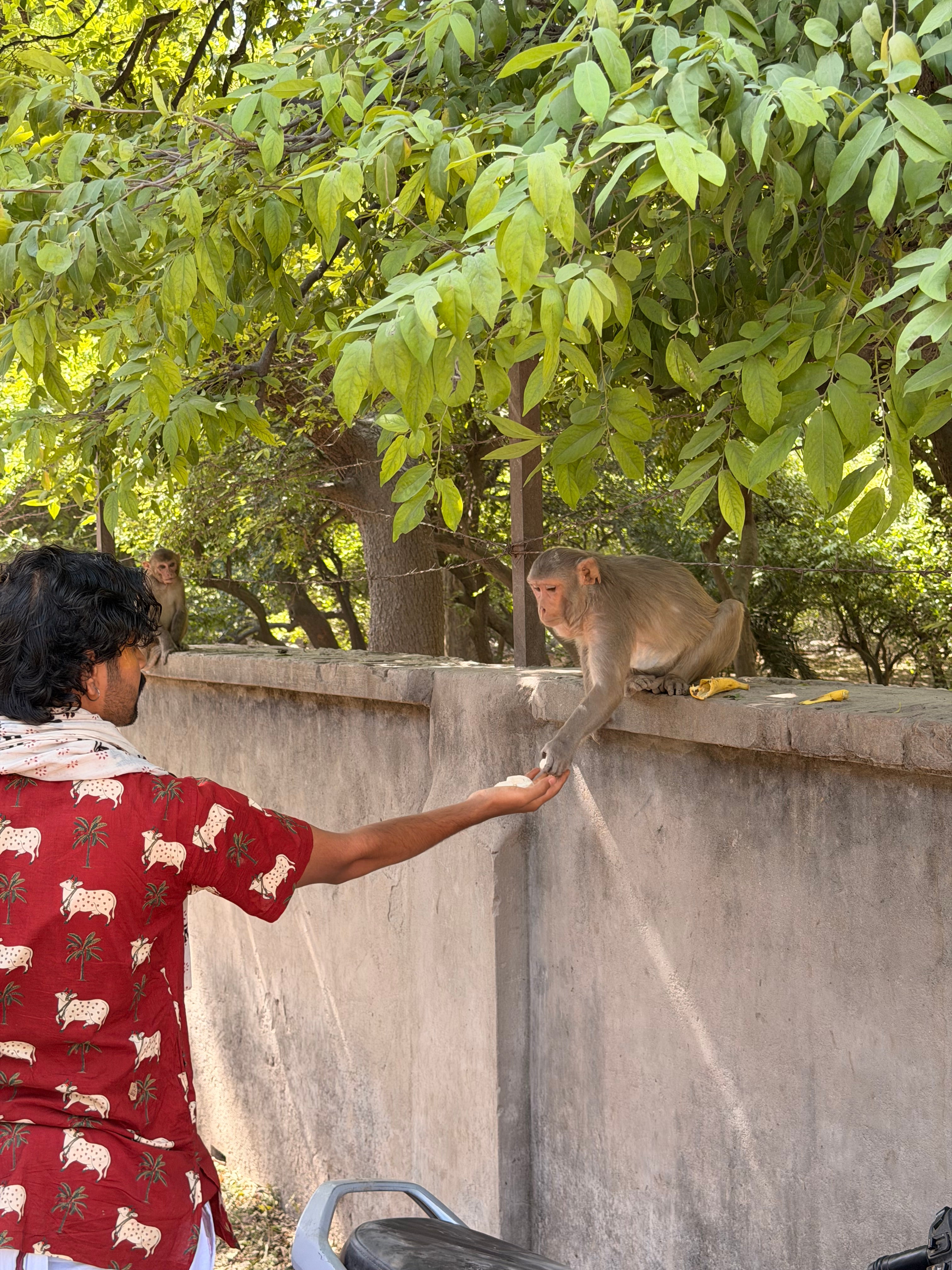 Banana Seva – Feed Vrindavan Monkeys with Love