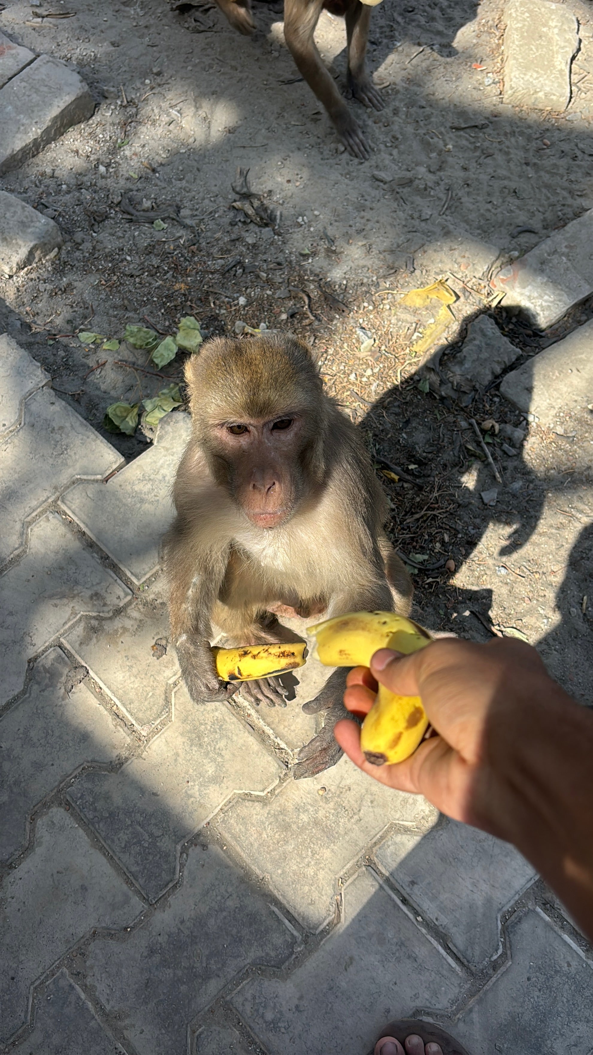 Banana Seva for Monkeys in Vrindavan & Braj