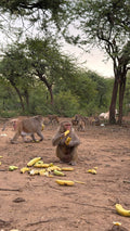 Banana Seva for Monkeys in Vrindavan & Braj