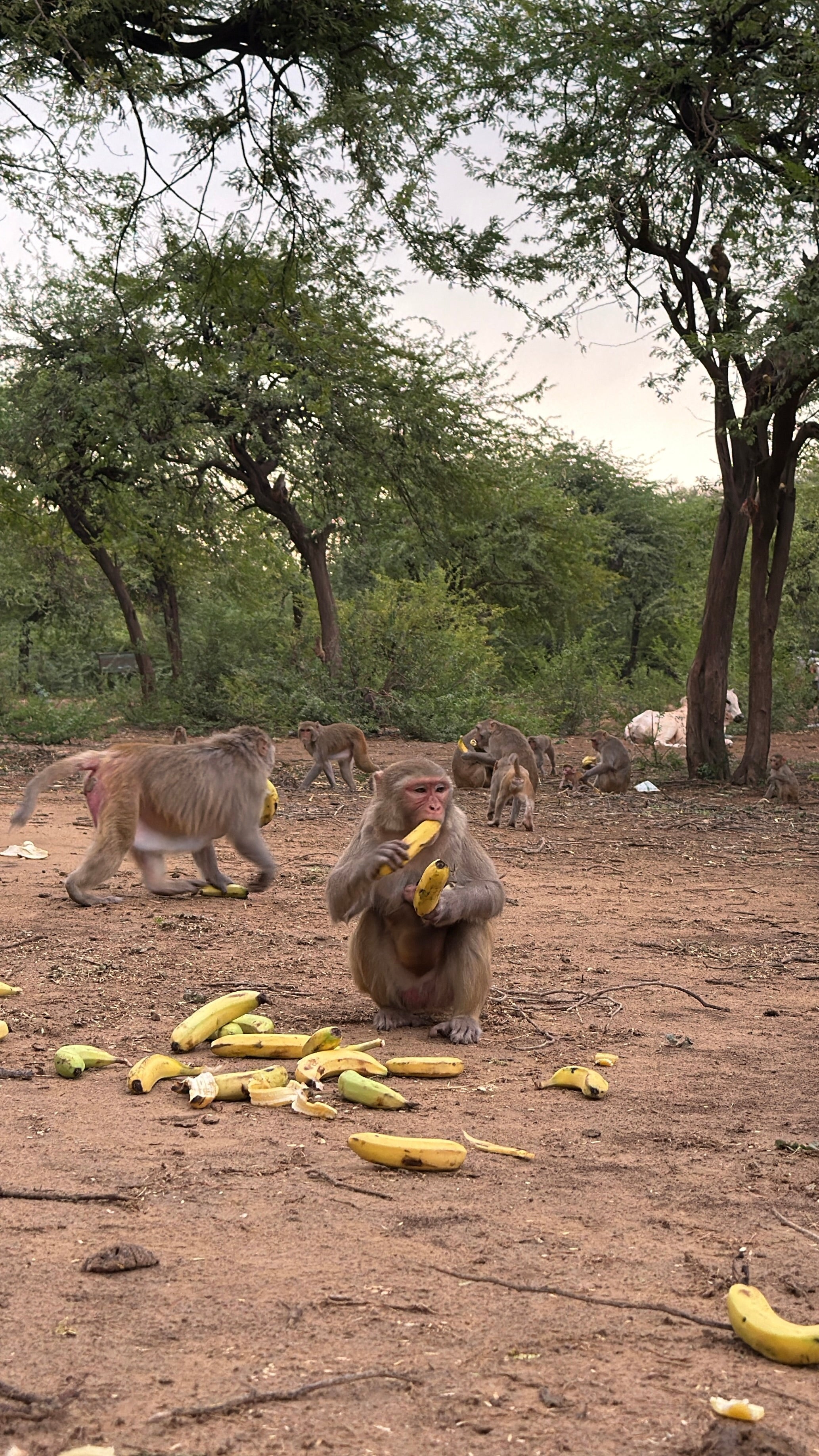 Banana Seva for Monkeys in Vrindavan & Braj