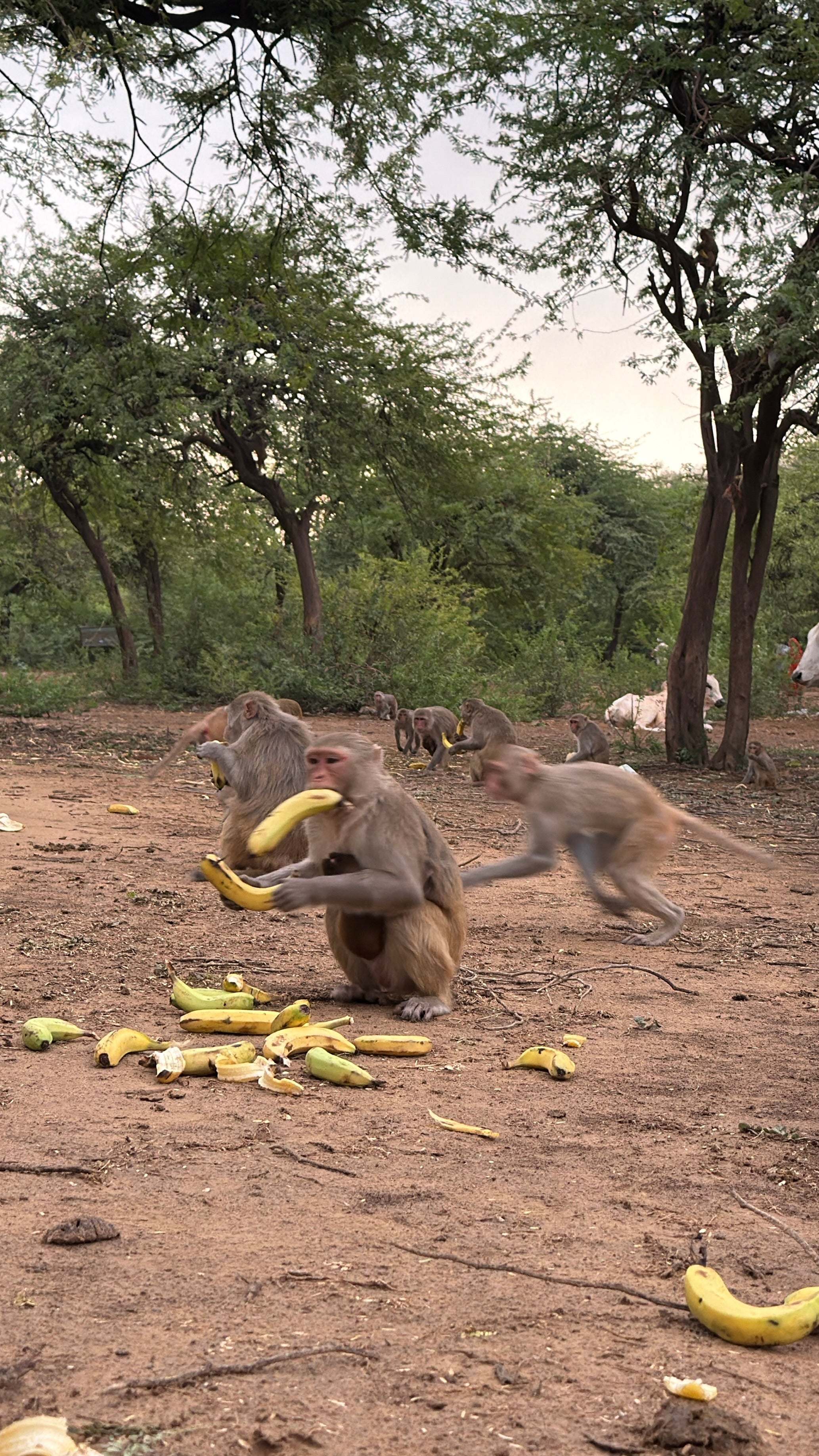 Banana Seva for Monkeys in Vrindavan & Braj