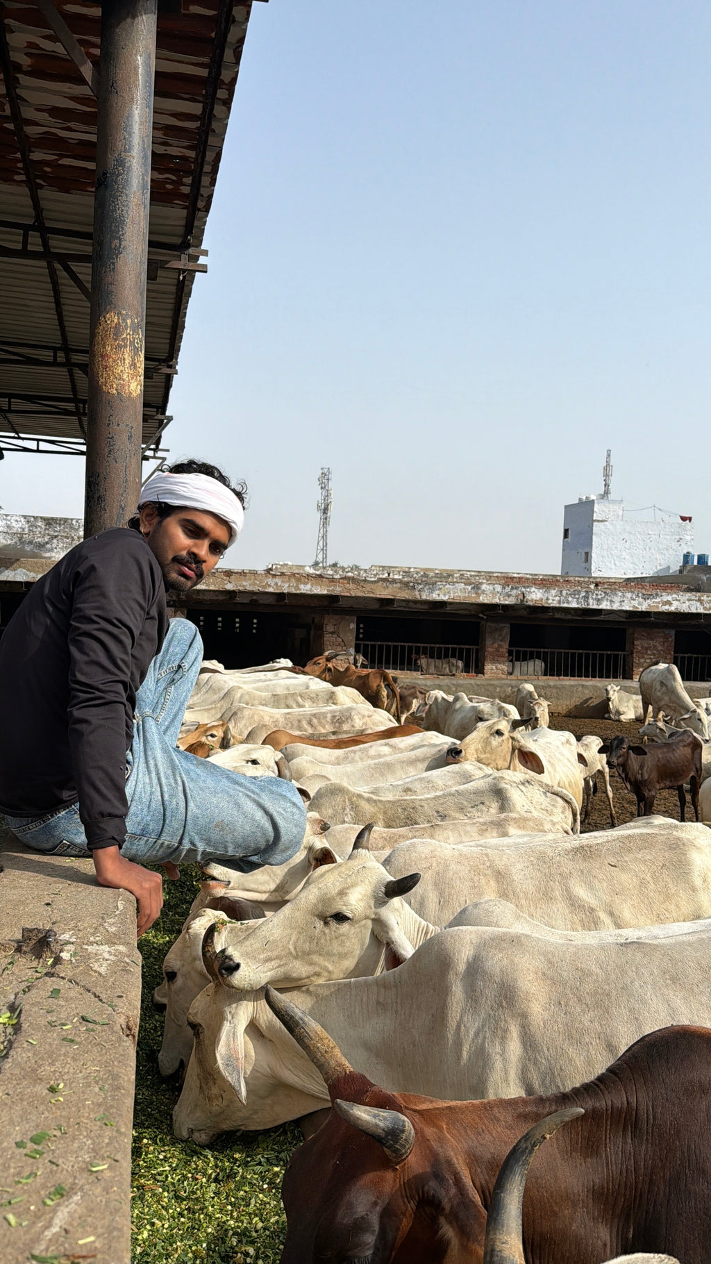 🌿 Green Grass Seva for Gau Mata | Vrindavan Parikrama Marg 🐄🙏