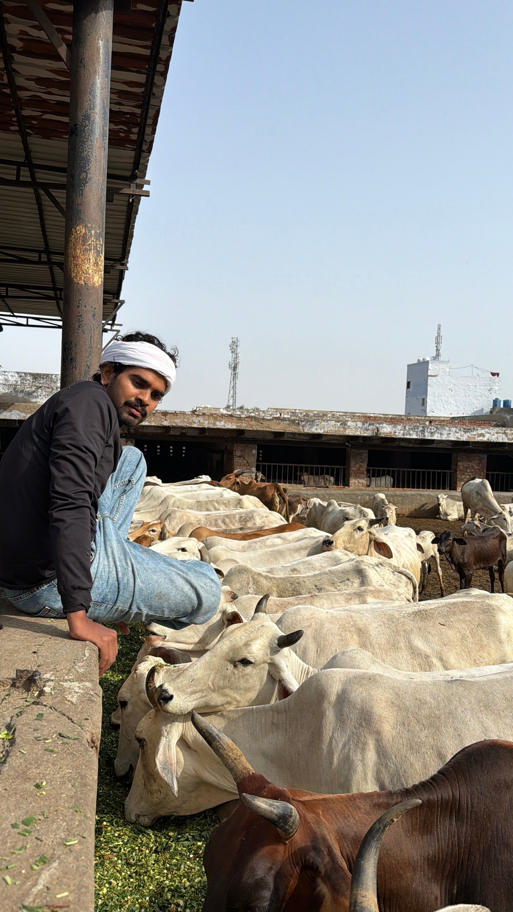 🌿 Green Grass Seva for Gau Mata | Vrindavan Parikrama Marg 🐄🙏