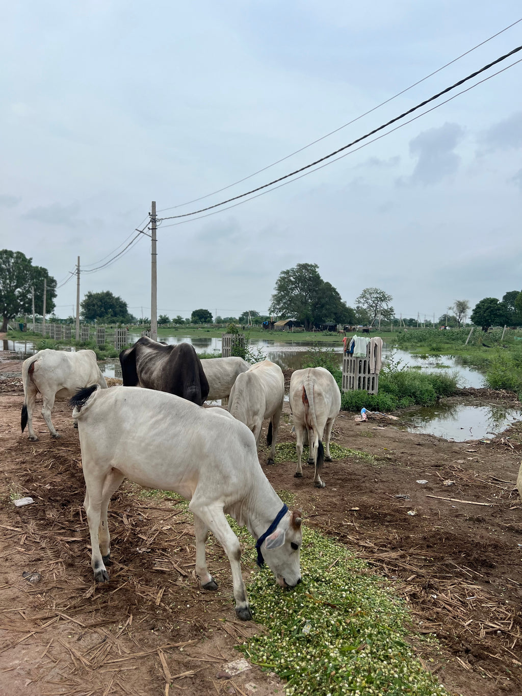 🌿 Green Grass Seva for Gau Mata | Vrindavan Parikrama Marg 🐄🙏