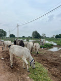 One Month Hara Chara Seva – 100 KG Daily Cow Feeding in Vrindavan