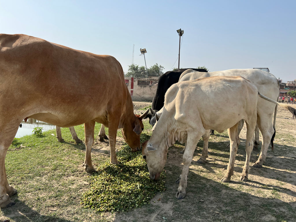 🌿 Green Grass Seva for Gau Mata | Vrindavan Parikrama Marg 🐄🙏