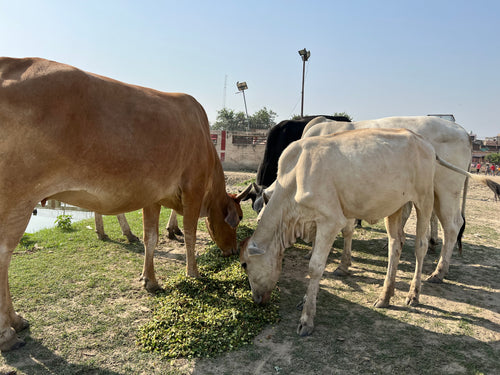 🌿 Green Grass Seva for Gau Mata | Vrindavan Parikrama Marg 🐄🙏