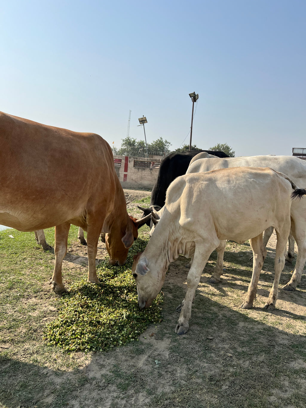 Hara Chara Seva for Gau Mata in Vrindavan Dham ❤️🌸