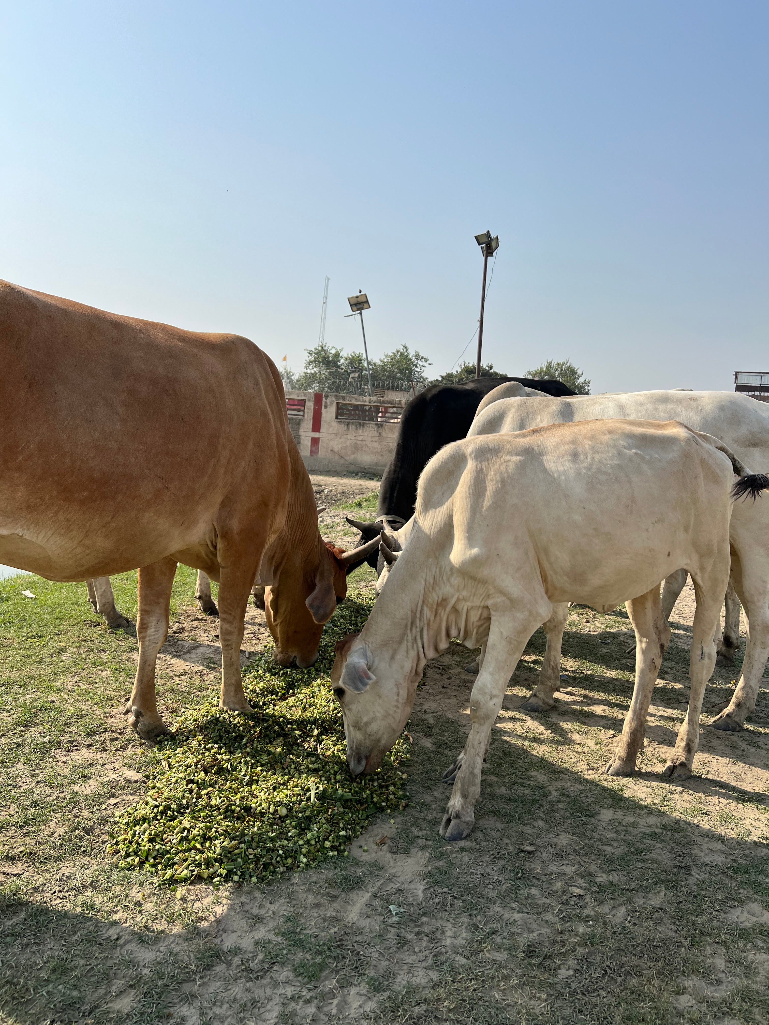 Hara Chara Seva for Gau Mata in Vrindavan Dham ❤️🌸
