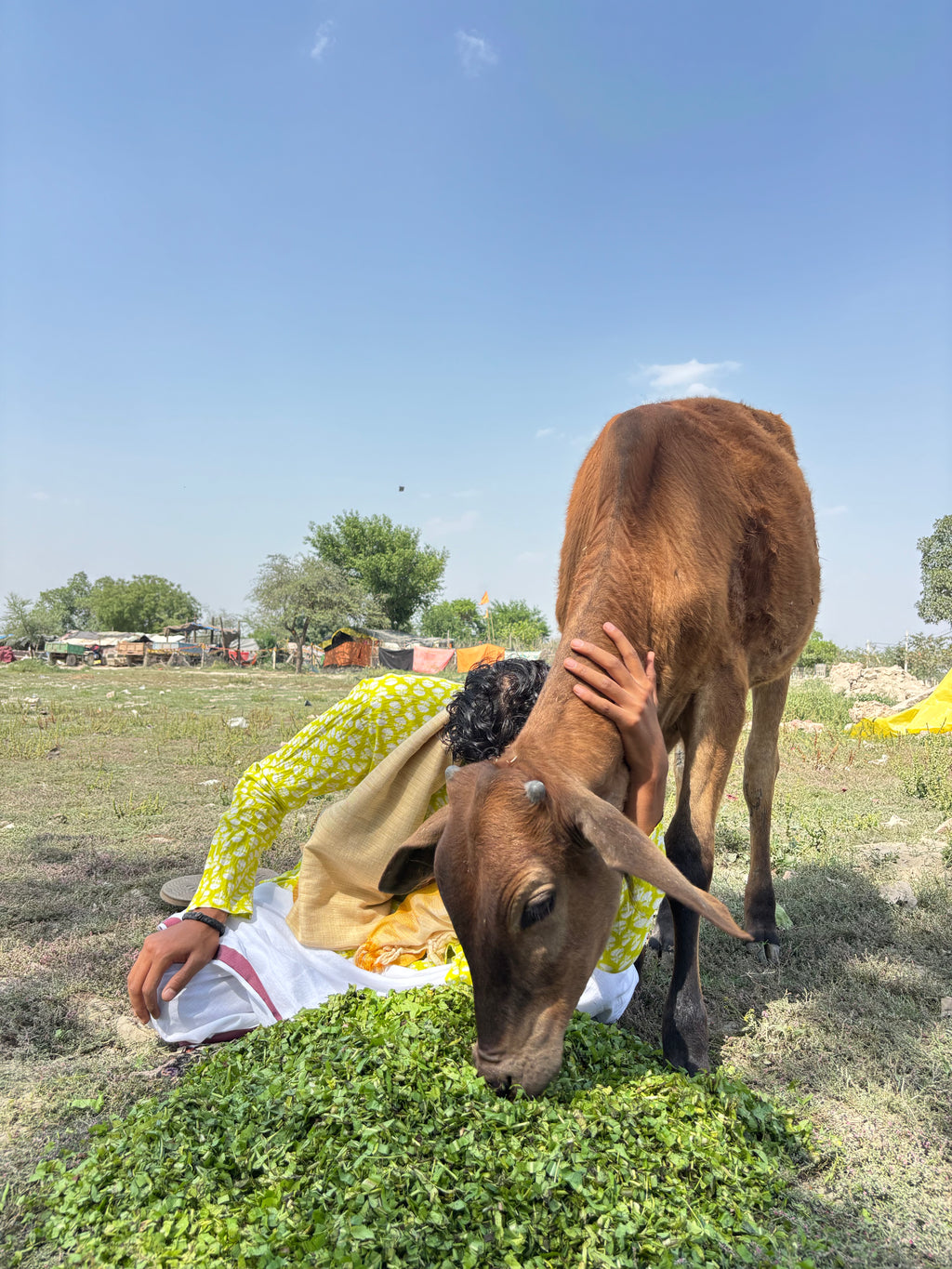 Hara Chara Seva for Gau Mata in Vrindavan Dham ❤️🌸