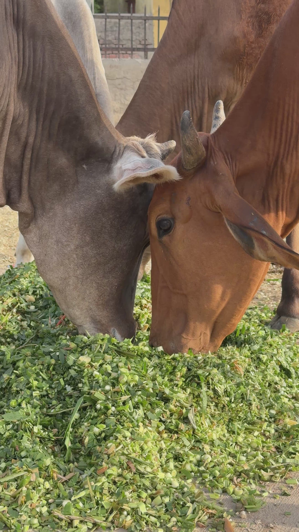 One Month Hara Chara Seva – 100 KG Daily Cow Feeding in Vrindavan
